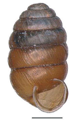 Pupilla alpicola